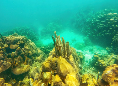 Caribbean seabed with colorful underwater life in natural national park Islas del Rosario, Colombiaの写真素材