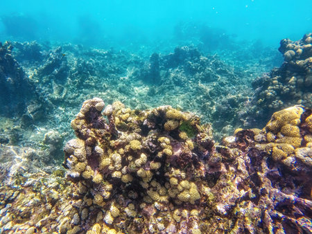 Caribbean seabed with colorful underwater life in natural national park Islas del Rosario, Colombiaの写真素材