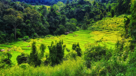 Rice terrace at Doi Inthanon National Park Chom Thong District Chiang Mai Province, Thailandの写真素材