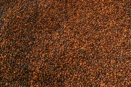 Malt background. Ingredient for beer.の写真素材
