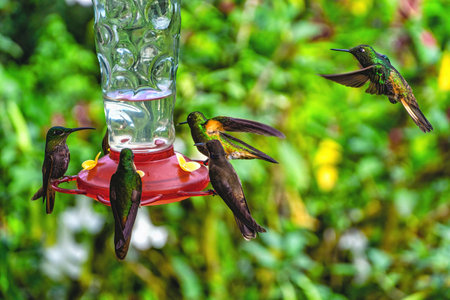 Hummingbirds hovering & feeding at a hummingbird feeder.の写真素材