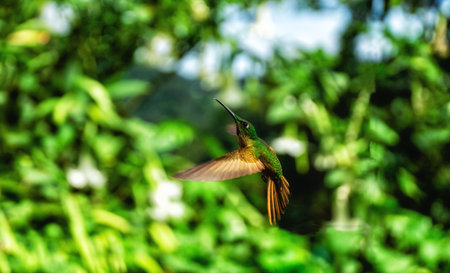 Beautiful majestic hummingbird in flight photographed from the side with a green blurred background.の写真素材