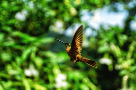 Beautiful majestic hummingbird in flight photographed from the side with a green blurred background.