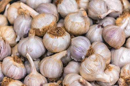 White garlic pile texture. Fresh garlic on market table closeup photo. Vitamin healthy food spice image. Spicy cooking ingredient picture. Pile of white garlic heads. White garlic head heap top viewの写真素材