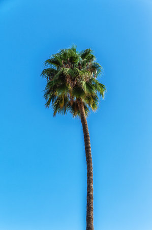 Tall date palms against bright blue skyの写真素材