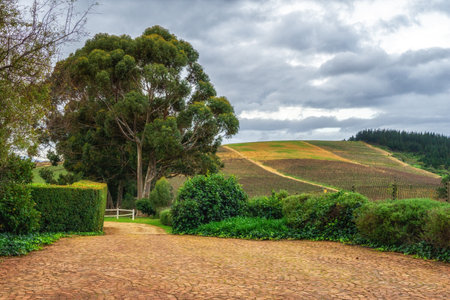 Young grapevines growing in neat rows near Franschhoek, South Africaの写真素材