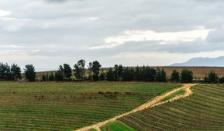 Young grapevines growing in neat rows near Franschhoek, South Africaの写真素材