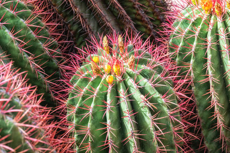 side view on a group of cacti with spikes and flowers, Morocco