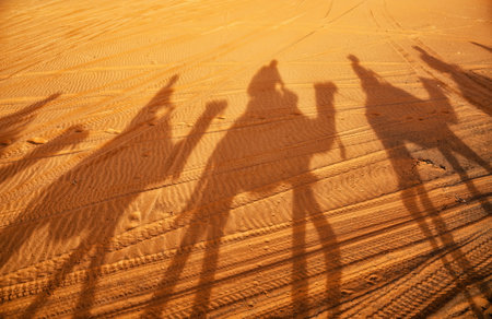 Camel shadow in the desert of Morocco.の写真素材