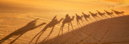 Camel shadow in the desert of Morocco.の写真素材