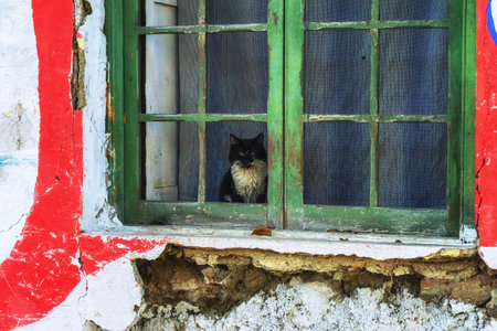 Domestic cat looking at the street from an old building window in Lima, Peruの写真素材