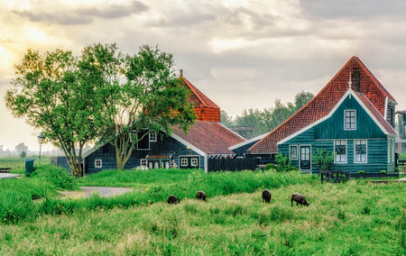 Traditional dutch houses on street in historic village Zaanse Schans, Zaandam, the Netherlandsの写真素材