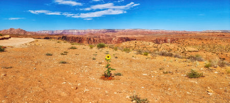 Sunflower in Arizona desert, Arizona, USAの写真素材
