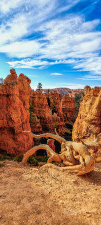 Roots of dead tree in Bryce Canyon National Park. Utah. USA.の写真素材