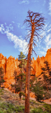 View of the beautiful red sandstone scenery and jagged peaks on the Navajo Loop Trail in Bryce National Park, Utah, USAの写真素材