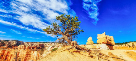 Pine tree gets a grip on the canyon edge in golden hour light. Bryce Canyon National Park, Utah, USAの写真素材