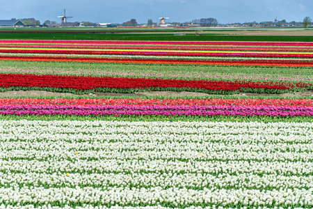 Tulip flowers in agricultural field with windmill in the background in spring in the Netherlandsの写真素材