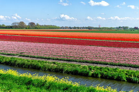 Tulip flowers in agricultural field with windmill in the background in spring in the Netherlandsの写真素材