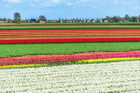 Agricultural tulip fields are in full bloom in various colors in the north of the Netherlands.の写真素材