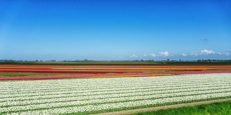 Agricultural tulip fields are in full bloom in various colors in the north of the Netherlands.の写真素材