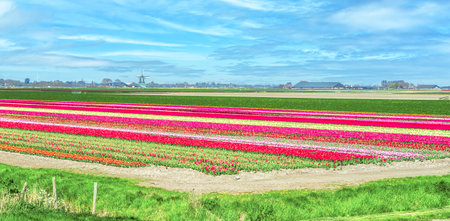 tulip flowers in agricultural field with windmill in the background in spring in the Netherlandsの写真素材