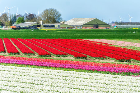 Landscape of colorful yellow red beautiful blooming tulip field in the Netherlandsの写真素材