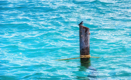 Mangrove Swallow (Tachycineta albilinea) on a pole at the shore of the lagoon of Bacalar, Quintana Roo, Mexicoの写真素材