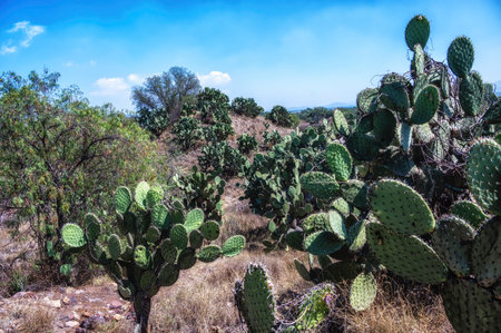 Cactus field in Mexico City. Large Mexican Wheel cactus (Opuntia robusta)の写真素材