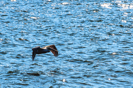Brown Pelican Flying at the ocean, Campeche, Mexicoの写真素材