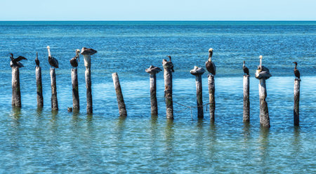 pelican and cormorant share a pier at Champoton, Mexicoの写真素材