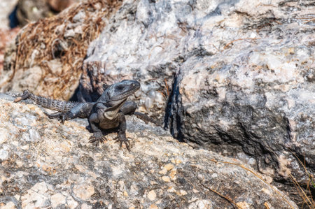 Black spiny-tailed iguana, YucatÃ¡n Peninsula, Mexico