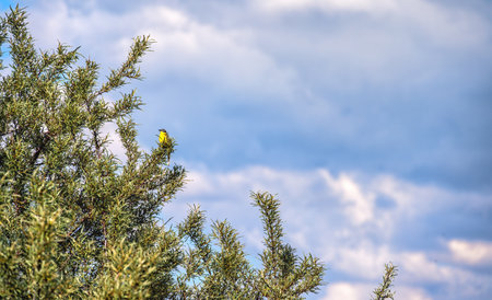 A small yellow wagtail bird perched on a leafy branch against a cloudy sky