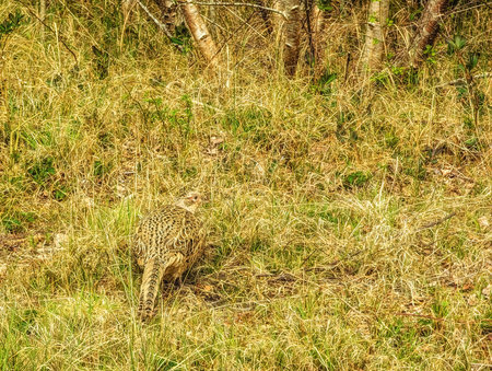 Colorful Pheasant in a grassfield, Schiermonnikoog, The Netherlandsの写真素材