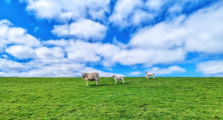 Sheep on a dike in Schiermonnikoog, The Netherlands.の写真素材