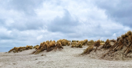 Scenic View over sand dunes by north sea coast, Schiermonnikoog, Holland, The Netherlandsの写真素材