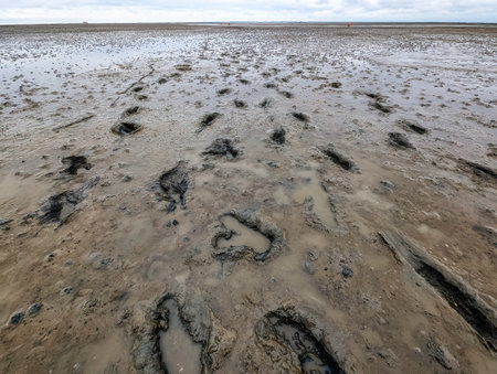 Walking on mud flats and tideway at low tide of Wadden Sea near Schiermonnikoog, Netherlandsの写真素材