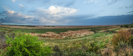 Kwelder op Schiermonnikoog, Saltmarsh at Schiermonnikoog, The Netherlandsの写真素材
