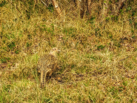 Colorful Pheasant in a grassfield, Schiermonnikoog, The Netherlandsの写真素材