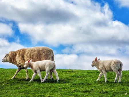 Sheep on a dike in Schiermonnikoog, The Netherlands.の写真素材