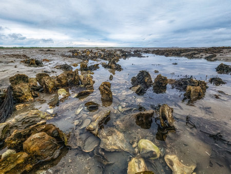 Oyster Shell and Mussels during low tide on the famous mud flats at Schiermonnikoog, The Netherlandsの写真素材