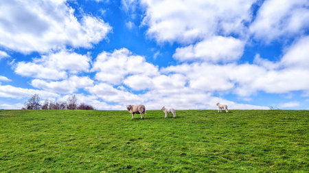 Sheep on a dike in Schiermonnikoog, The Netherlands.の写真素材