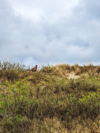 Colorful Pheasant in a grassfield, Schiermonnikoog, The Netherlandsの写真素材