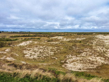 Westerduinen dunes with shrubs and grass on West Frisian island Schiermonnikoog, Netherlandsの写真素材