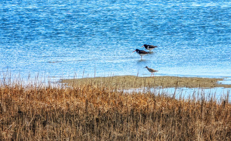 Schiermonnikoog early spring  landscape at the salt marsh during a cold but beautiful spring...