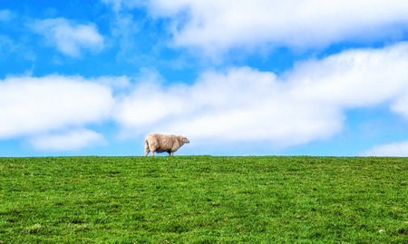 Sheep on a dike in Schiermonnikoog, The Netherlands.