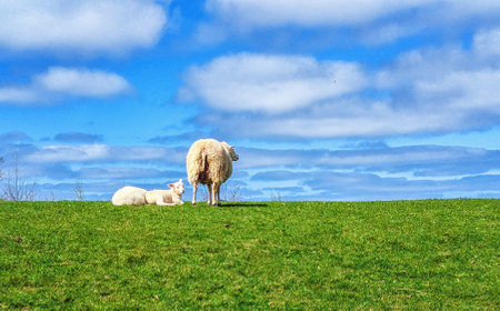 Sheep on a dike in Schiermonnikoog, The Netherlands.の写真素材