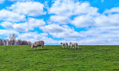 Sheep on a dike in Schiermonnikoog, The Netherlands.の写真素材