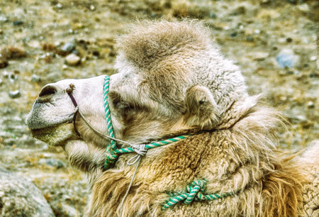 Camels in the Altyn Mountains,Sinkiang,Chinaの写真素材