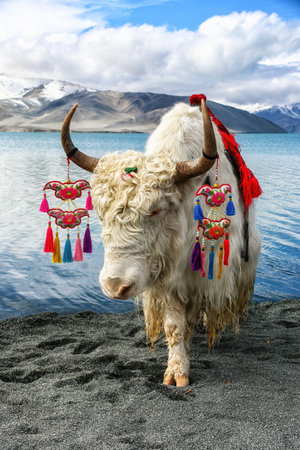 Yak with decoration and Mountains in the background, Akto County, Kizilsu Kyrgyz Autonomous Prefecture, Xinjiangの写真素材
