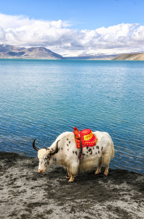 Yak with decoration and Mountains in the background, Akto County, Kizilsu Kyrgyz Autonomous Prefecture, Xinjiangの写真素材